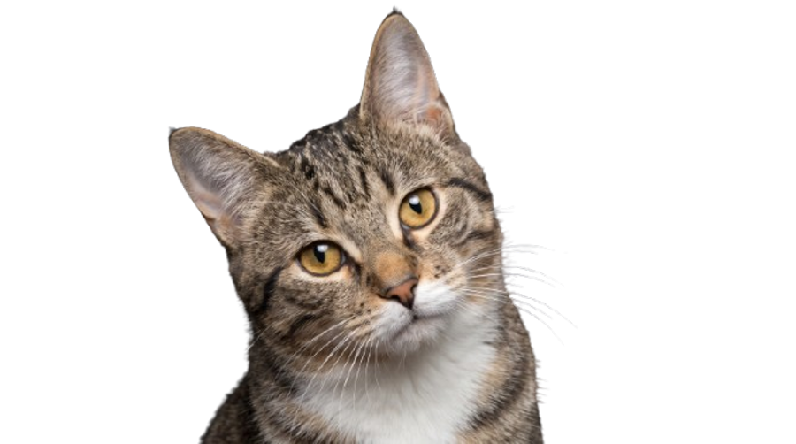 Animal, fur edge, after the background was removed